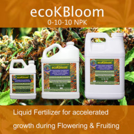 Eco-K-Bloom-Featured-1