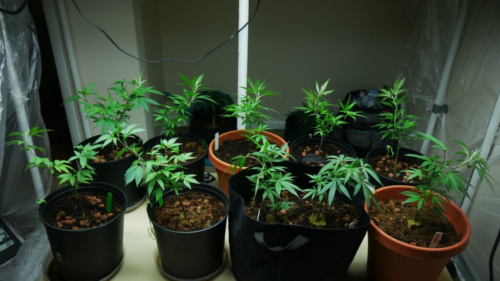 Many ways to grow your own
